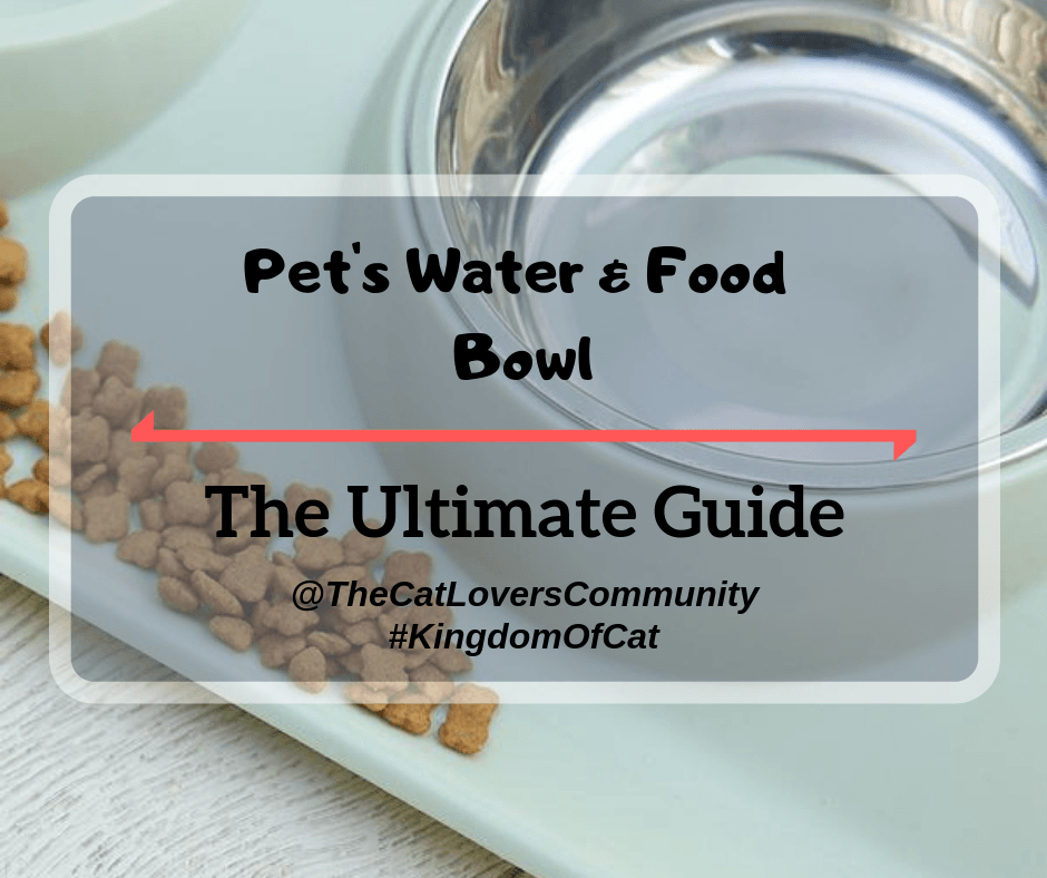 Cat's Water & Food Bowl: The Ultimate Guide