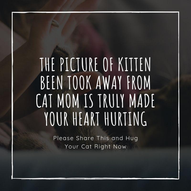 The Picture of Kitten Been Took Away From Cat Mom Is Truly Made Your Heart Hurting