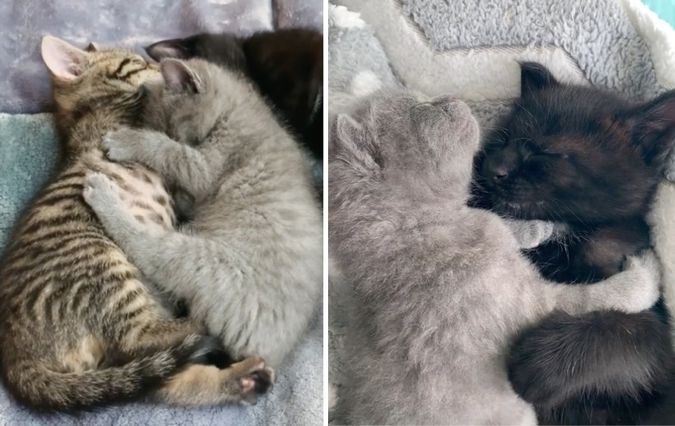 Woman Came to Shelter for 3 Kittens But Couldn't Leave Tiny Orphan Behind