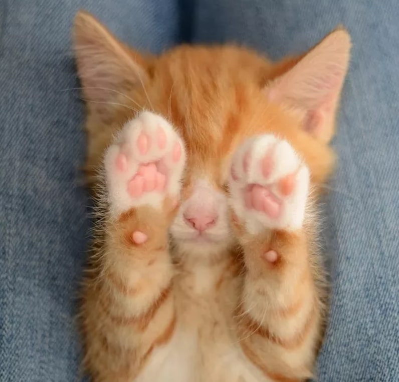 18 Kitties Showing Off Their Perfectly Pink Toe Beans To Make Your Day