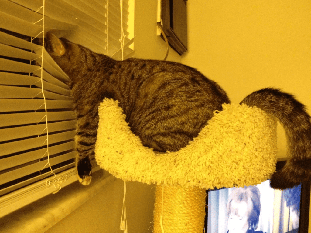 10+ Pets Who Do Nothing But Wait For Their Owners To Come Home