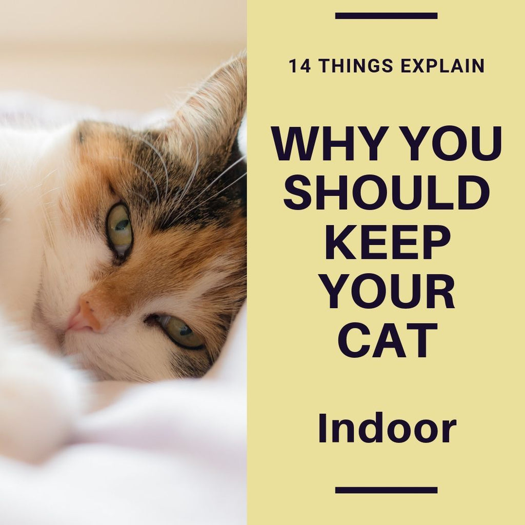 14 Things Explain Why You Should Keep Your Cat Indoors, And The Last One Is Importain