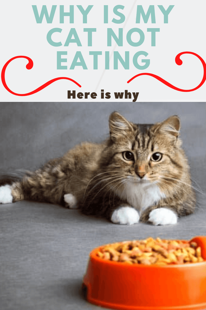 Why is my cat not eating?