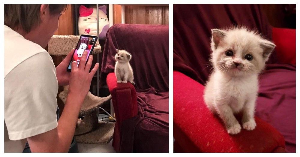 Foster Kitten Melts The Hearts Of People Around The World By Posing For The Camera.