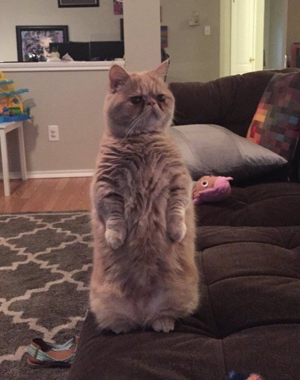 Meet George, The Cat That Loves to Stand on Two Legs