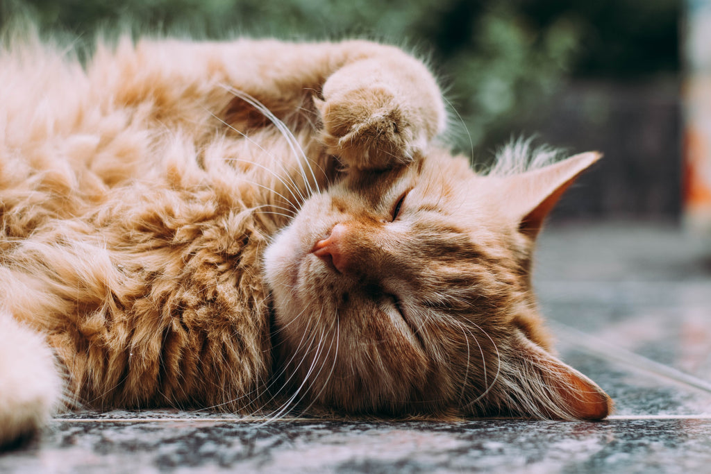 6 Gigantic Cat Breeds We Fell In Love With