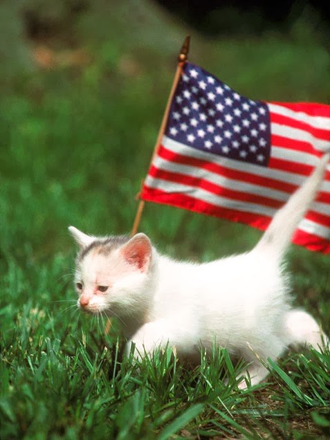 Cats Celebrate Veterans Day, Honoring Those Who Served (Gallery)