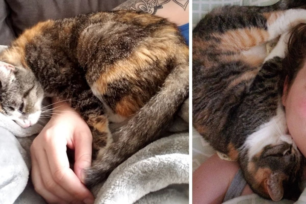Woman Asks Shelter for Cat and Finds Deaf Kitty Waiting for Her