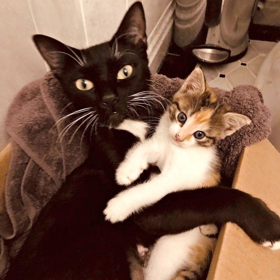 Cat Keeps Her Sole Kitten Safe Until Rescuers Arrive - They Can't Stop Cuddling