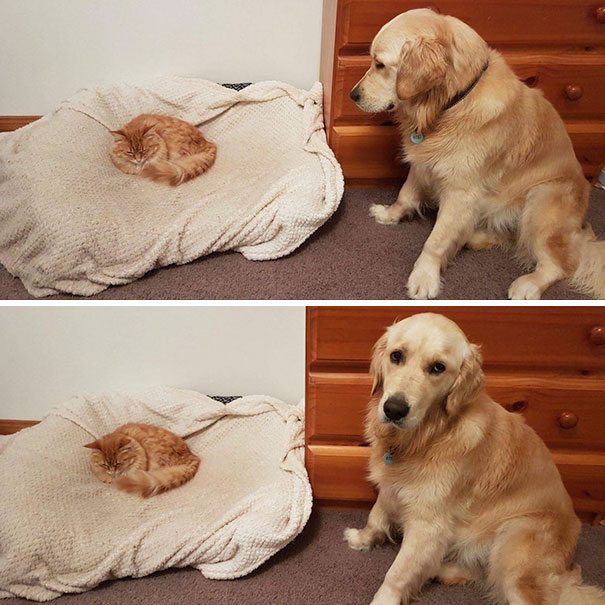 30+ Times Hoomans Wanted Cats And Dogs To Live Together…But It Didn’t Work Out As Planned