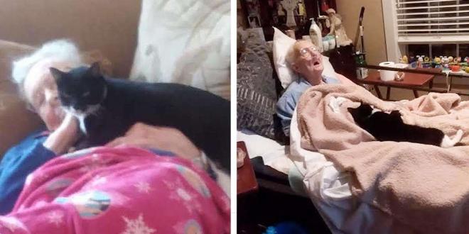 Loyal Cat Refuses To Leave Bedside Of Dying Woman Who Raised Her