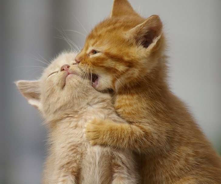 10+ Photos Proving That Animals Can’t Live Without Love