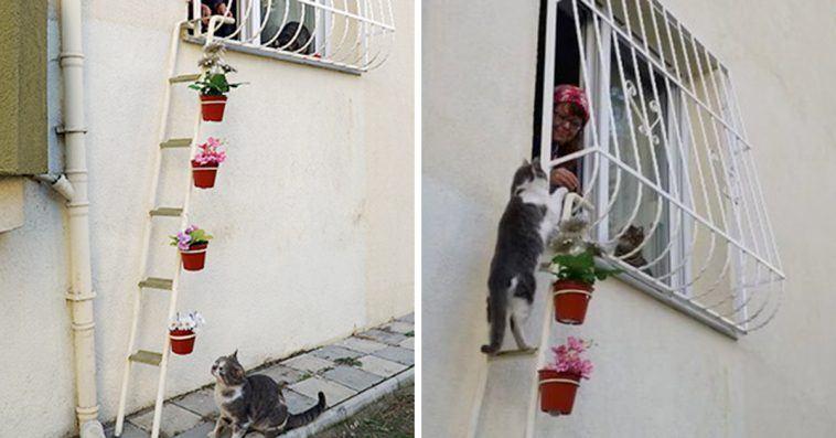 This Woman Built A ‘Cat Ladder’ To Her Home To Save Stray Cats From Freezing Weather.