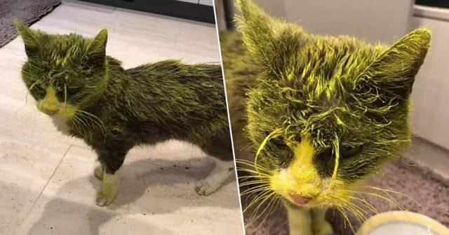 Cat Dies After Being Sprayed With Yellow Paint.